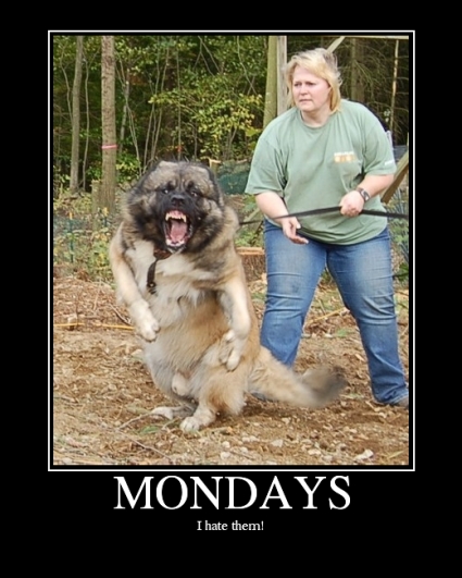 Displeased Dog Disdains Mondays