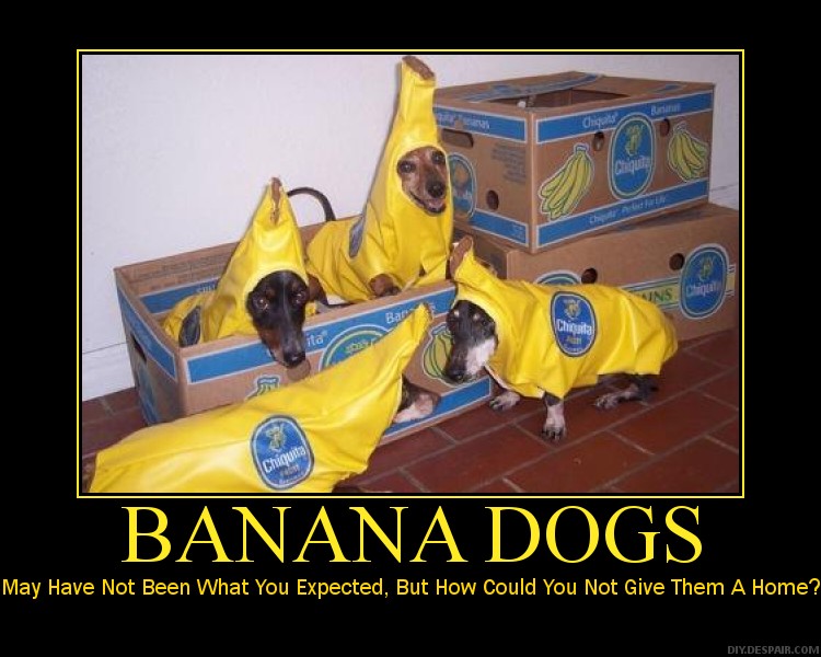 Dogs Dressed as Bananas