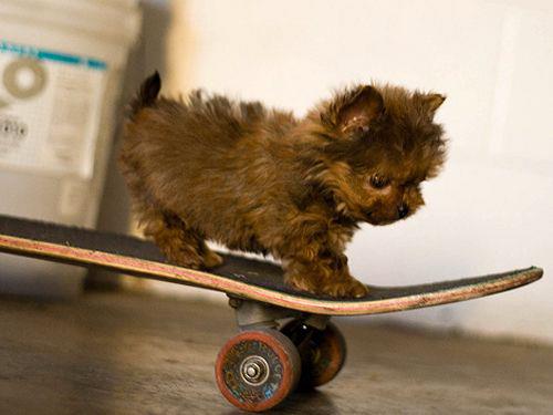 Skateboarding Puppy Antics
